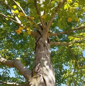 Meet your Posher, Carol